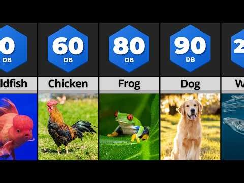 Comparison: Loudest Animals in the World