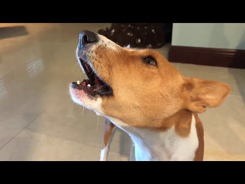 Basenji Talking