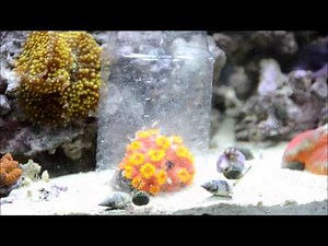 How to feed Mysis Shrimp to Sun Coral
