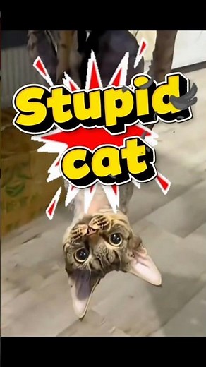 Meet the silliest cats ever, Watchas this goofy cats make funny mistake and pure chaos🙊#funnycat