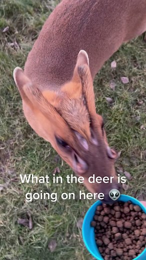 Biscuit the Alien Deer: A Bizarre Encounter