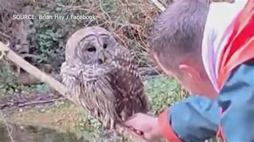Owl rescued from fishing line