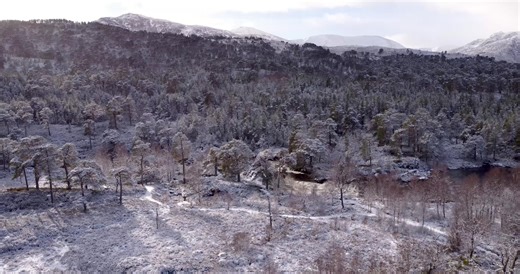 Escape for a minute to Glen Affric. The woodland here is one of the best examples of the Caledonian Forest that once covered much of Scotland. From loch shore to mountain peak, we look after more than 14,000 hectares of designated land in this iconic glen. Learn about the work we do here - https://forestryandland.gov.scot/what-we-do/biodiversity-and-conservation/habitat-conservation/woodland/glen-affric-native-woodland | Forestry and Land Scotland