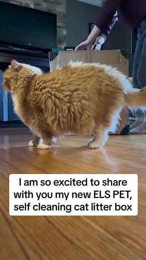 2.4K views · 25 reactions | Got a big cat at home? Our spacious litter box provides ample room for even the largest of feline friends to do their business comfortably. Upgrade today and give your big cat the space they need https://bit.ly/3MfTl2I #elspet #catlitterbox #CatLovers #scoopfreeliving #catlovergift #CatBoxConvenience #ScoopFreeLiving | Els Pet | Facebook