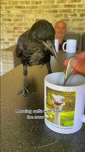 This Family Adopted A Bird on the Roadside #crow #birds #rescue #animals #wildliferescue