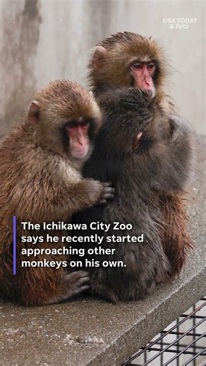 Punch the monkey slowly integrates at Ichikawa City Zoo, staff says