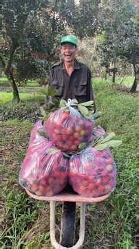 quá bất ngờ chôm chôm chín ngọt giá 10k 1kg tại Bến Tre #shorts