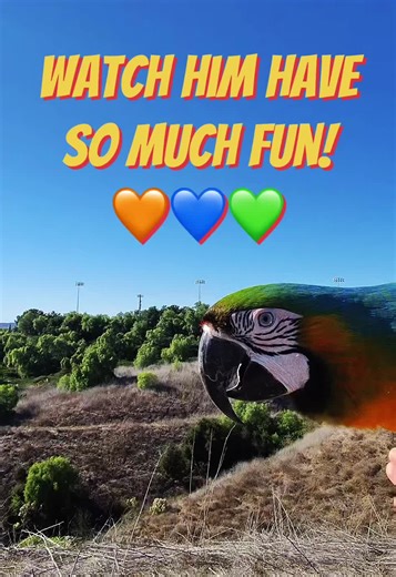 Macaw's Joyful Flight and Skills Practice