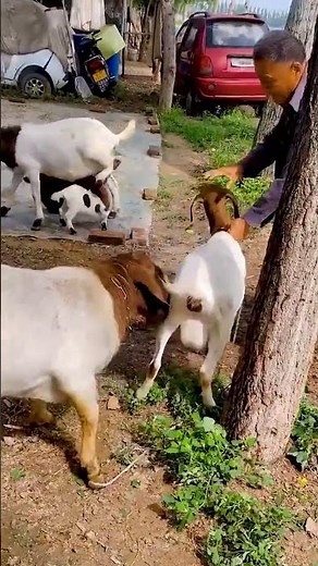 Exploring the Everyday Life of Goats 🐐🌱