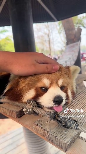 Adorable Red Panda Moments That Will Make You Smile