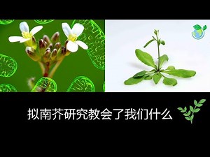 学习拟南芥作为模式生物 Arabidopsis (Chinese) 的透视概述在五分钟内
