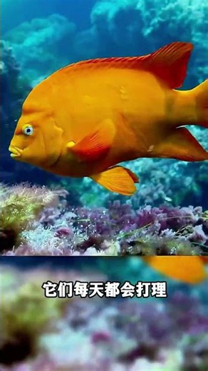 被鱼“驯化”的人类#每天跟我涨知识 #科普一下 #科普 #科普知识 #涨知识 #每天一个新知识 #有趣的知识又增长了
