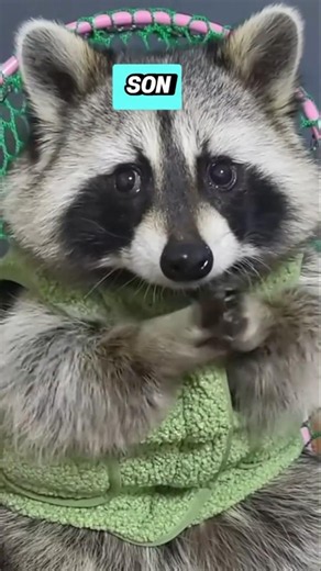 Raccoons Are Smarter Than You Think! #animals #funfacts #nature #shorts