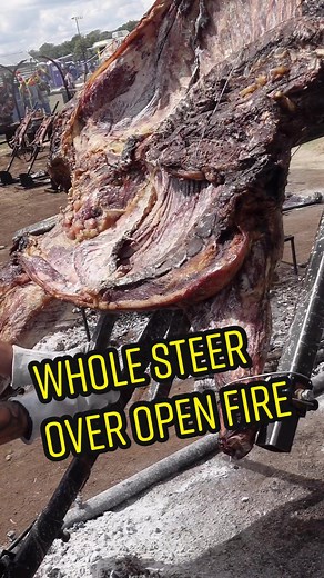 Whole Steer over Open Fire 🔥 #texasbbq #cow #openfirecooking #tftibbq