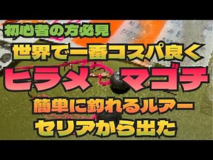 【初心者の方必見】世界で一番ヒラメとマゴチがコスパ良く簡単に釣れるルアーがセリアから出た seria 百均釣具 ヒラメ釣り タイラバ フラットフィッシュ ショアラバ