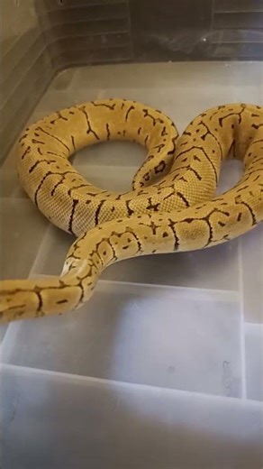 Waiting for Ovulation 👀 Lemonblast Orange Dream Looking Promising 🔥🐍