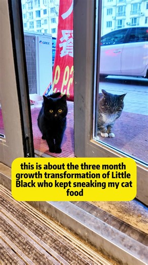 3-Month Transformation of a Stray Cat 🐾 This is the true story of Little Black, a shy stray cat who showed up at my door for food and slowly changed over three months. From the first cautious bite to bringing friends for late-night snacks, this journey captures the real daily life of stray cats and how kindness can change them. Just like what happens in many U.S. neighborhoods, small shops, apartments, or even quiet streets in places like California, New York, or Florida, a single bowl of cat f
