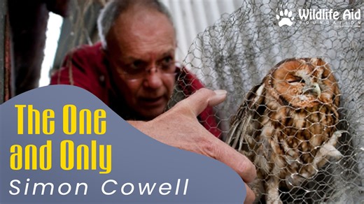 As we celebrate the life of our founder Simon Cowell MBE, it's an opportunity to share the single his daughter, Lou, had made for him. He truly was our one and only. wildlifeaid.org.uk/simon-cowell-tribute | Wildlife Aid