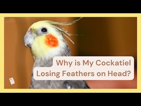 Why Is My Cockatiel Losing Feathers on Head?