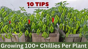 11K views · 708 reactions | 10 Easy Tips To Grow A Lot Of Chili At...