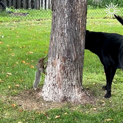 A universe where Tom is a dog and Jerry a squirrel 🐩🐿 | Animal Stories