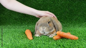 A man stroking a lop-eared rabbit of a breed a dwarf sheep who is sitting on a lawn and looking at the camera. Carrots lie on the grass.