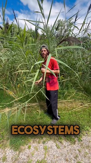 JonnyNature | Phragmites australis Is a nasty wetland invasive plant that is reaching havoc on our native wetland ecosystems and it needs to be talked... | Instagram