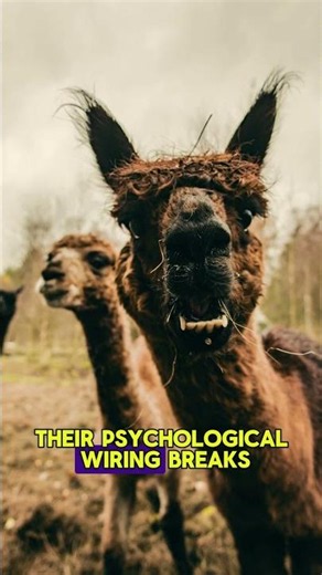 Petting a Baby Llama is Dangerous, SEE WHY