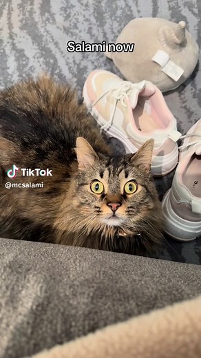 Salami Cat: Can Cats Have Salami? Feline Salami Explained
