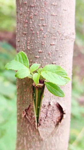 GraftingTutorial Improve Fruit Tree...#grafting #fruittrees #graftingtechniques #plantbased #naturelovers #growth #gardeningtips #nature #fruitlover #plantsmakepeoplehappy #plantcare #reels #graftingtechniques #plantgrowth #reels #shorts #viral #fb #fyp | Plants Grafting