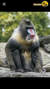 Mandril: el rostro más colorido de la selva africana. Su hábitat denso lo mantiene oculto… pero cada aparición es un misterio revelado. 🐵🌿 #AfricaSalvaje #Mandril #FaunaAfricana #VidaSalvaje #NaturalezaMisteriosa | Afríca salvaje