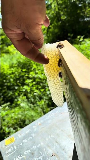 Le premier miel de la saison, goûté directement sur le cadre 🍯