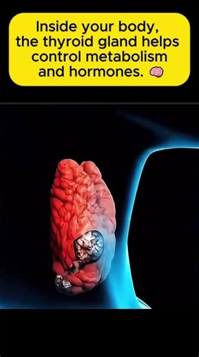 The thyroid gland helps control metabolism and hormones. 🧠 Part 2 | Easy Science Lessons