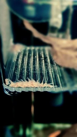 Ancistrus L144 snow white newly hatched fry #shorts