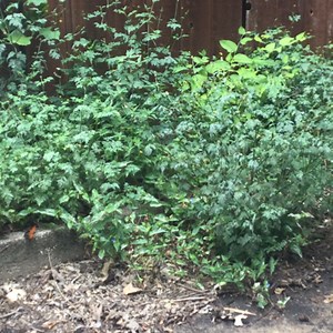 tankboy6757 - Twitch