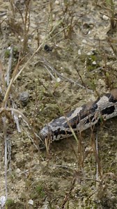 New Hampshire's 11 different snake species are quite unique - in their appearance, habitat preferences, how they reproduce, and what they eat. Four of these reptiles have managed to slither under our radar and there are minimal reports from the public. Learn more at: https://www.wildlife.nh.gov/sites/g/files/ehbemt746/files/inline-documents/sonh/wildlines-summer24.pdf | NH Fish and Game