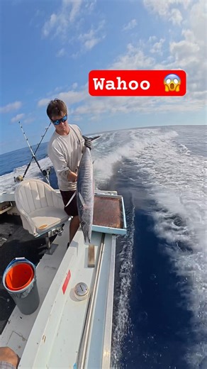 Wahoo filet on the way in #boating #catchandcook #typefish