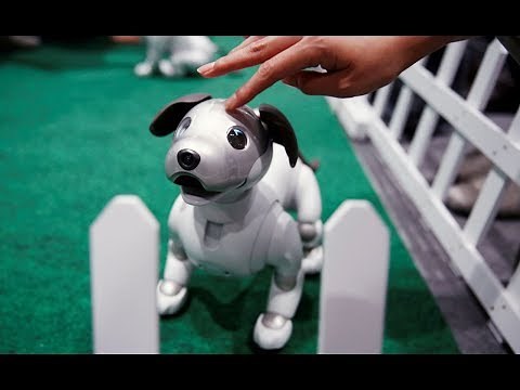 Aibo, le « chien-robot » de garde