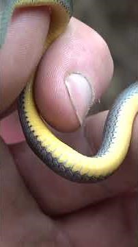Finding RARE Milk Snakes Under Trash!