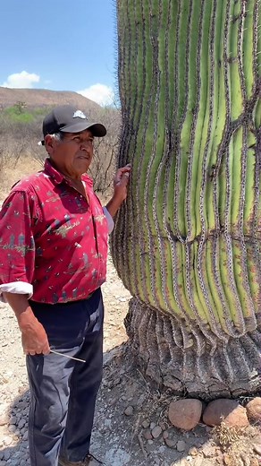 Echinocactus Platyacanthus: The Endangered Barrel Cactus of Mexico