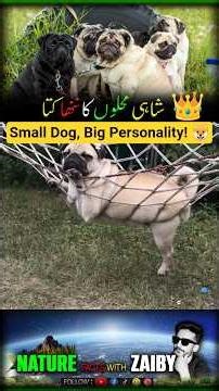 Small Dog, Big Personality! 🐶 | Pug Facts