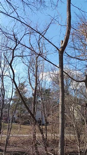 I Found a Squirrel Eating a Nut in a Tree #squirrel