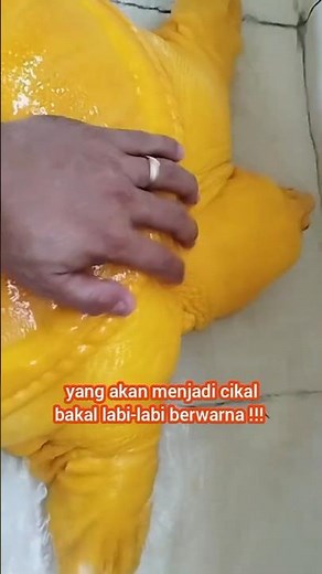 How to Care for Yellow Labi-Labi!!! So They Don't Get Dizzy!!!