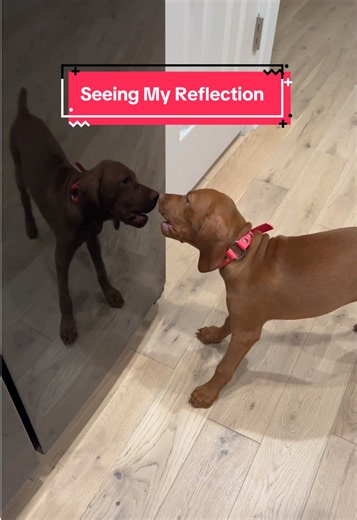 Vizsla Puppy Copies Everything I Do — Funny Vizsla Interaction