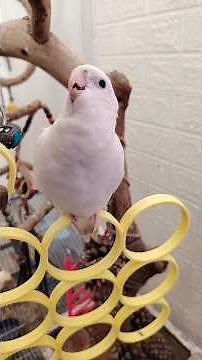 Adorable Cockatiel Chicky's Cute Playful Singing Moments 🎶🦜💖 #cockatielscraze