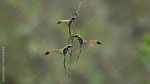 Ammophila heydeni wasps sleeping on a stem overnight