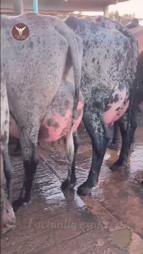 Why Dairy Cows Have Perfect Udders! 🐄✨