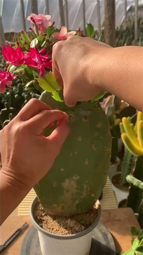 Cactus Grafting 101 🌵 Easy Step-by-Step Guide for Beginners
