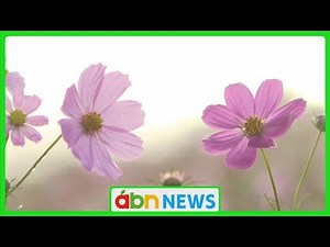 Autumn morning: Cosmos flowers in full bloom on the plateau of Saku City (abn Station, September ...