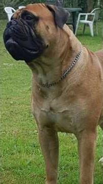 Bullmastiff Dog: #shorts #shortvideo